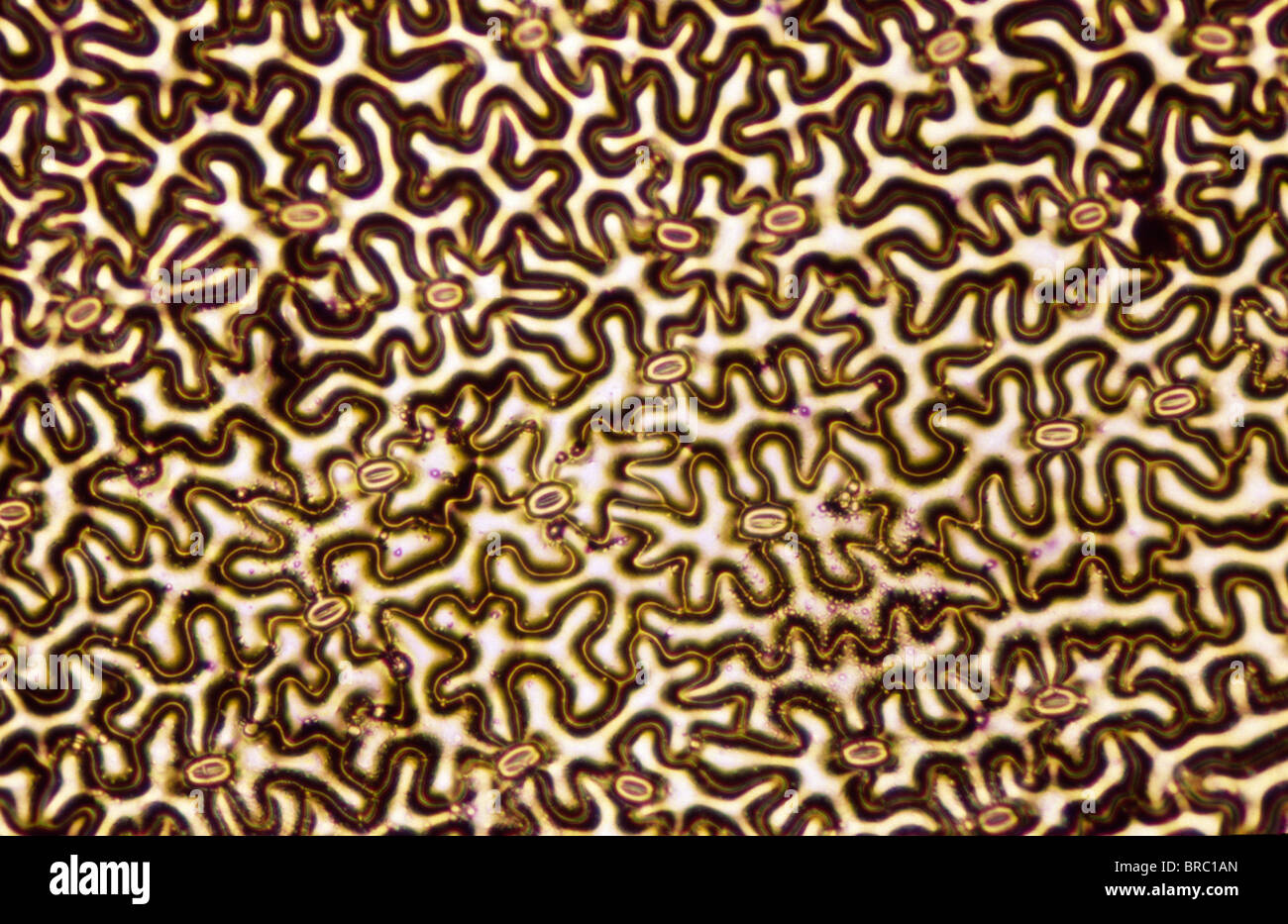 Leichte Schliffbild (LM) eine Konzentration von Zellen in der Epidermis der Pflanze zeigt Spaltöffnungen Stockfoto