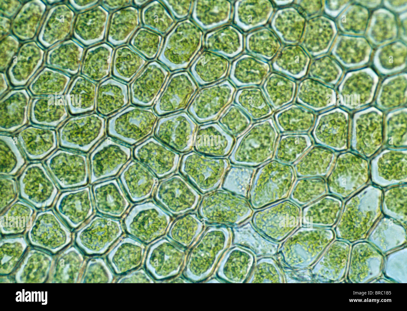 Leichte Schliffbild (LM) des nicht-Gefäßpflanzen Lebermoos mit Chloroplasten und Öl Körper Vergrößerung x1200 Stockfoto