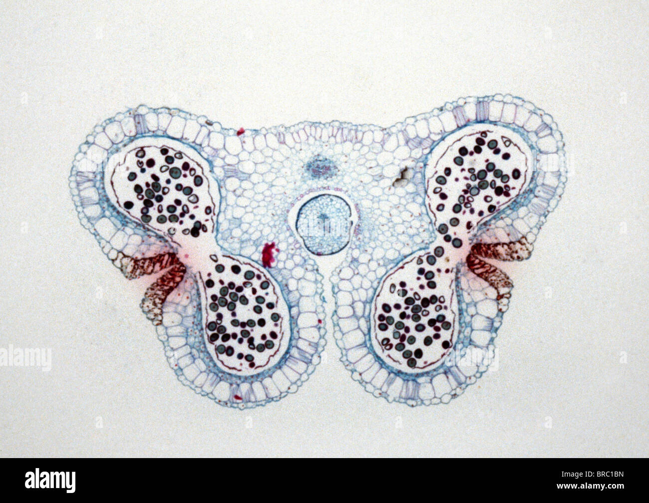 Leichte Schliffbild (LM) der Querschnitt der Lilium Antheren mit Reifen Pollen, Vergrößerung X15s Stockfoto