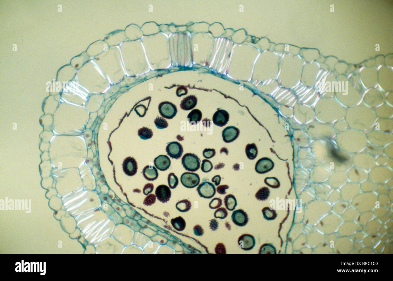 Leichte Schliffbild (LM) der Querschnitt der Dehiszenz Lilium Antheren mit Pollen, Vergrößerung x300 Stockfoto