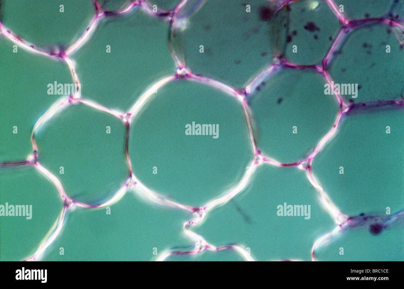 Leichte Schliffbild (LM) der Querschnitt zeigt Parenchym oder Gewebe aus Cucurbita Stamm, Vergrößerung X1200 Verpackung Stockfoto