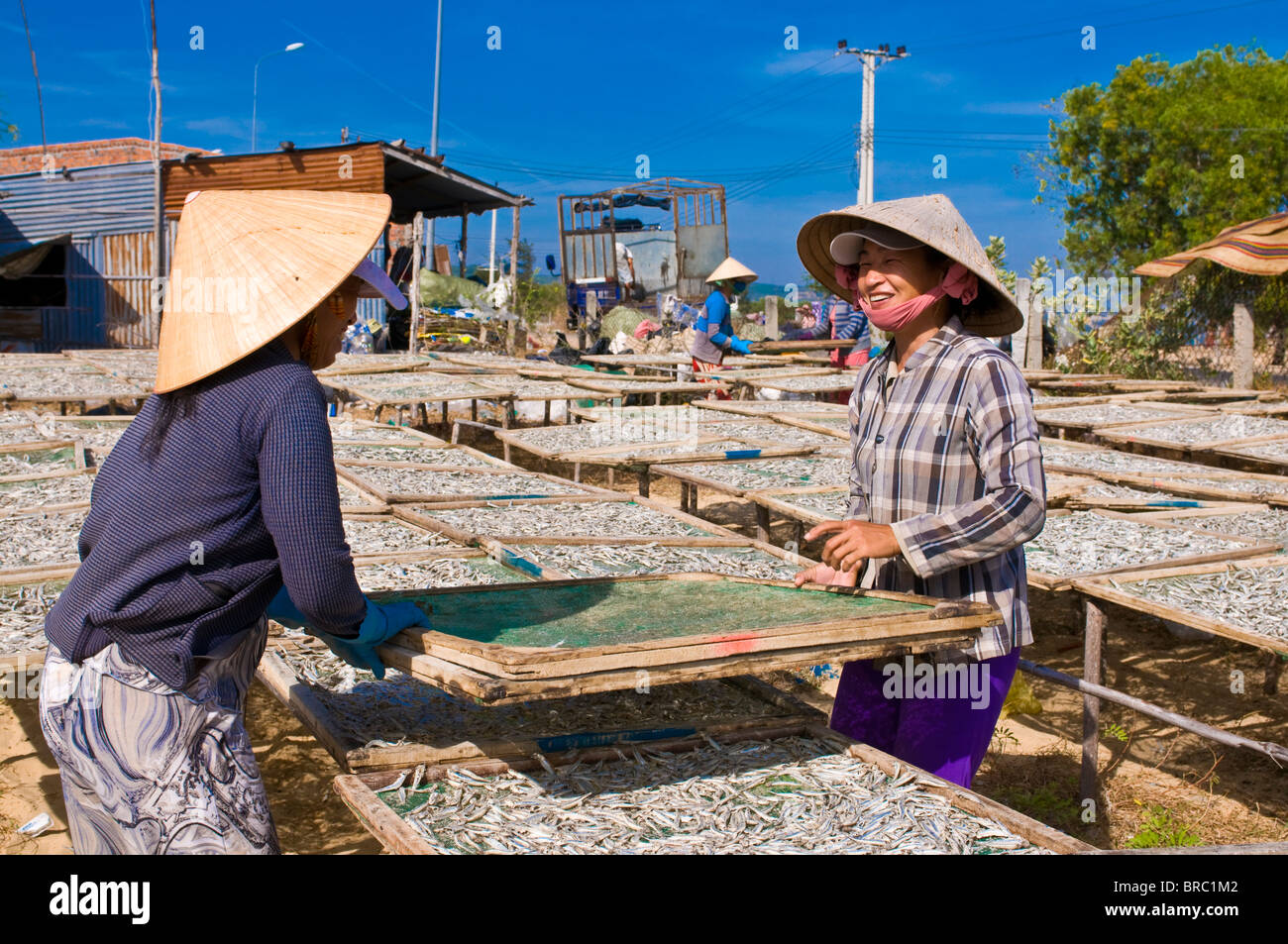 Frauen bei der örtlichen Fischfabrik arbeiten mit trockenen Fisch, Mui Ne, Vietnam, Indochina Stockfoto