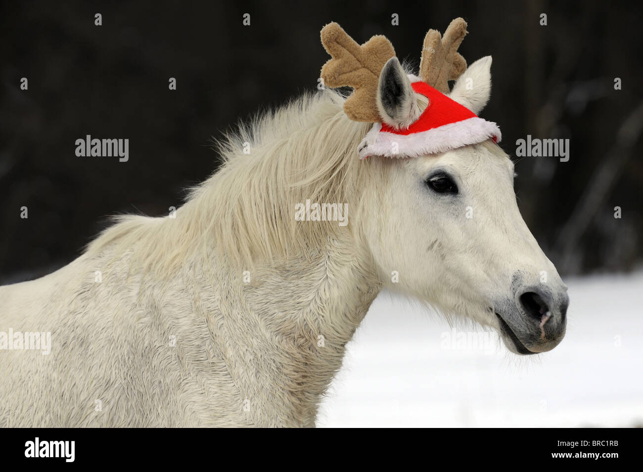 Inländische Pferd (Equus Ferus Caballus). Pferd auf einer Weide mit Rentier Mütze grau. Stockfoto