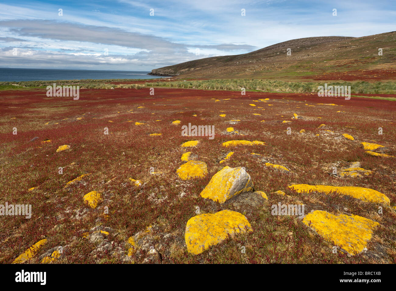 Flechten Sie auf den Felsen der Insel, Falkland-Inseln Stockfoto