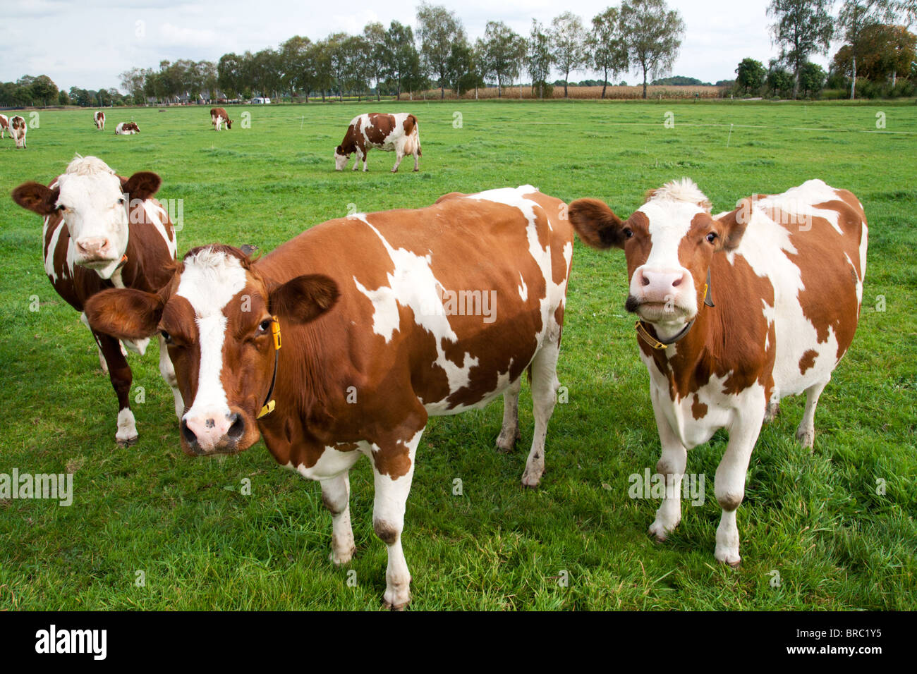 Braun weiße Kühe auf einer landwirtschaftlichen Flächen Stockfoto