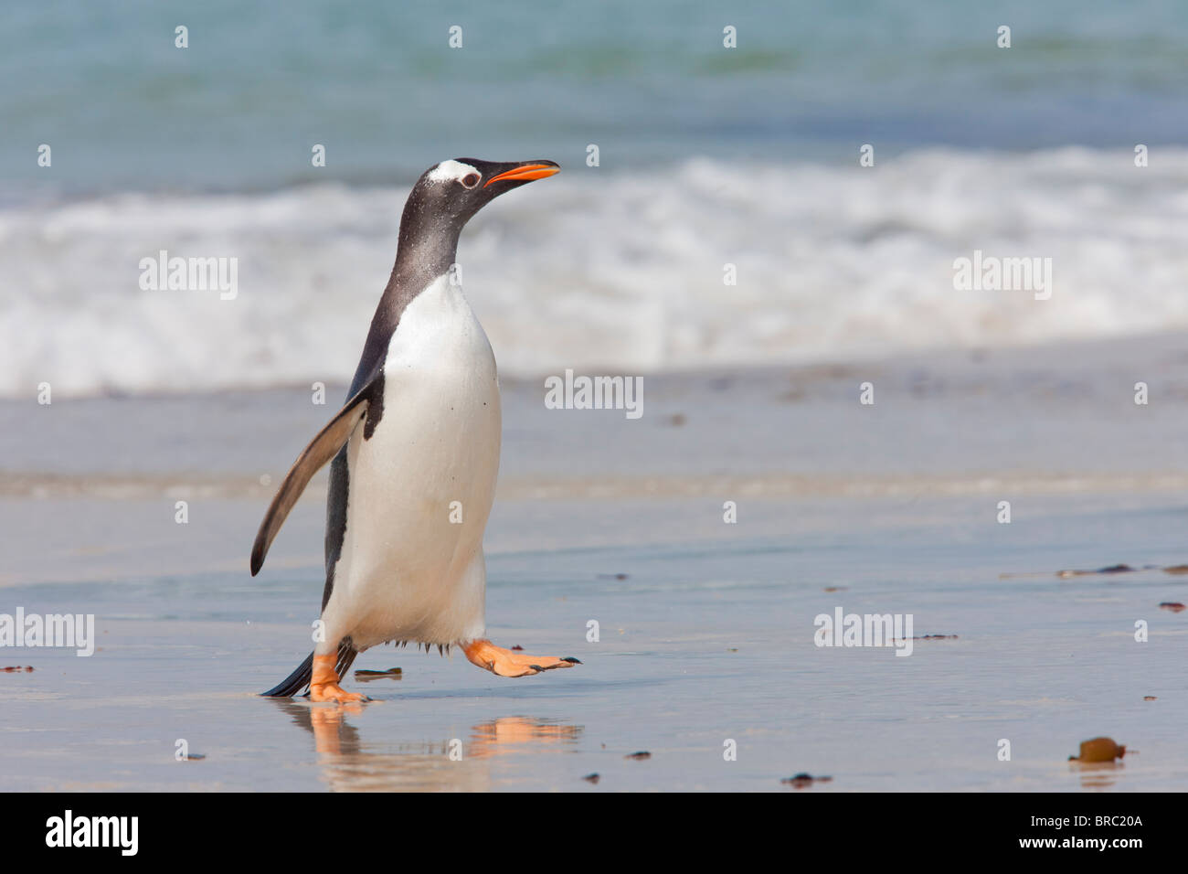 Gentoo Penguin an Land, nach der Futtersuche auf See kommen. Sie ernähren sich von Fischen und Krustentieren. Neue Insel, Falkland-Inseln Stockfoto