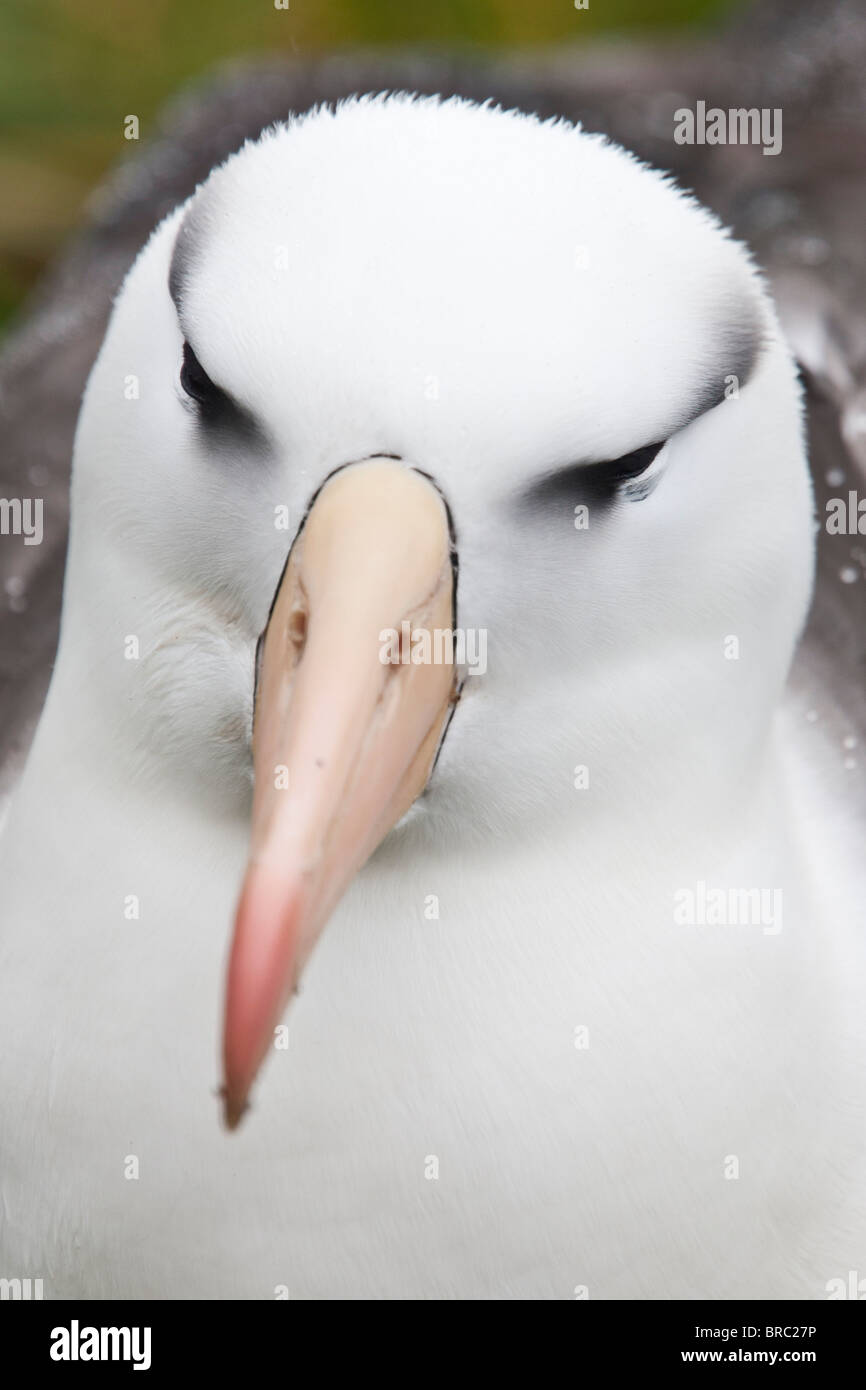 Black-browed Albatros hat eine Spannweite 79-94' und eine natürliche Lebensdauer von mehr als 70 Jahren. Westpoint Island, Falkland-Inseln Stockfoto