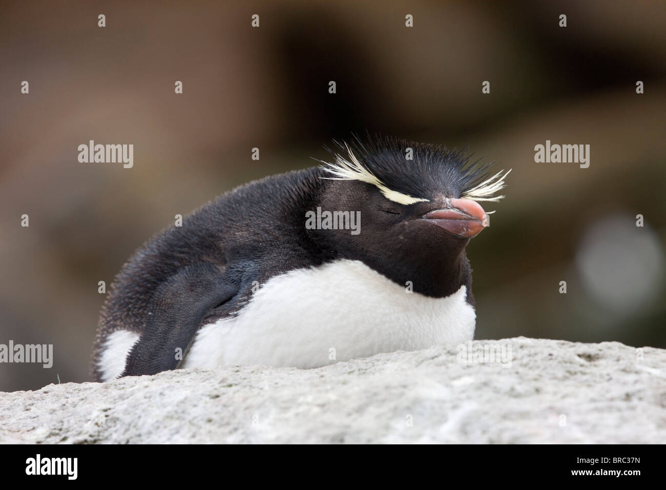 Felsenpinguin. Neue Insel, Falkland-Inseln, Großbritannien Stockfoto