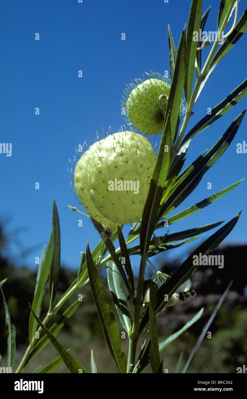 Balloonplant, Ballon-Baumwolle-Bush oder Schwan Pflanze (Asclepias Physocarpa) Seedheads, Südafrika Stockfoto