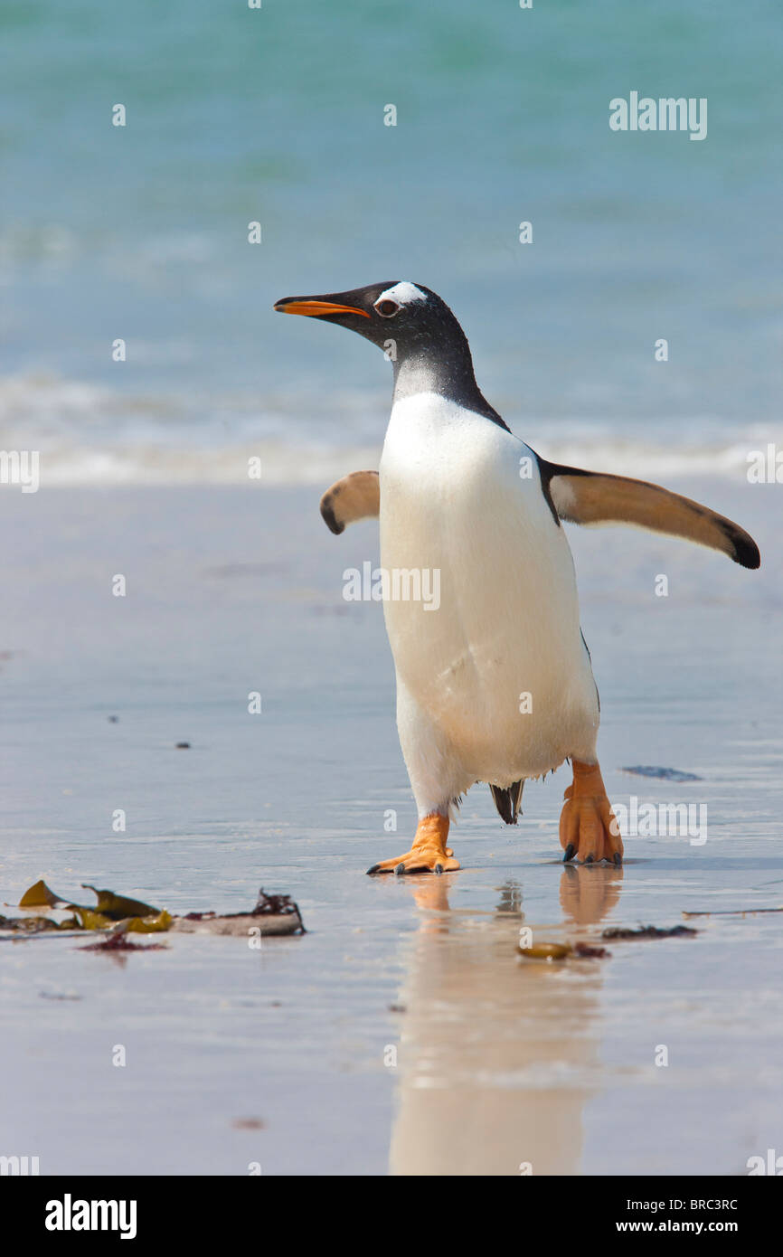 Gentoo Penguin an Land, nach der Futtersuche auf See kommen. Sie ernähren sich von Fischen und Krustentieren. Neue Insel, Falkland-Inseln, Großbritannien Stockfoto