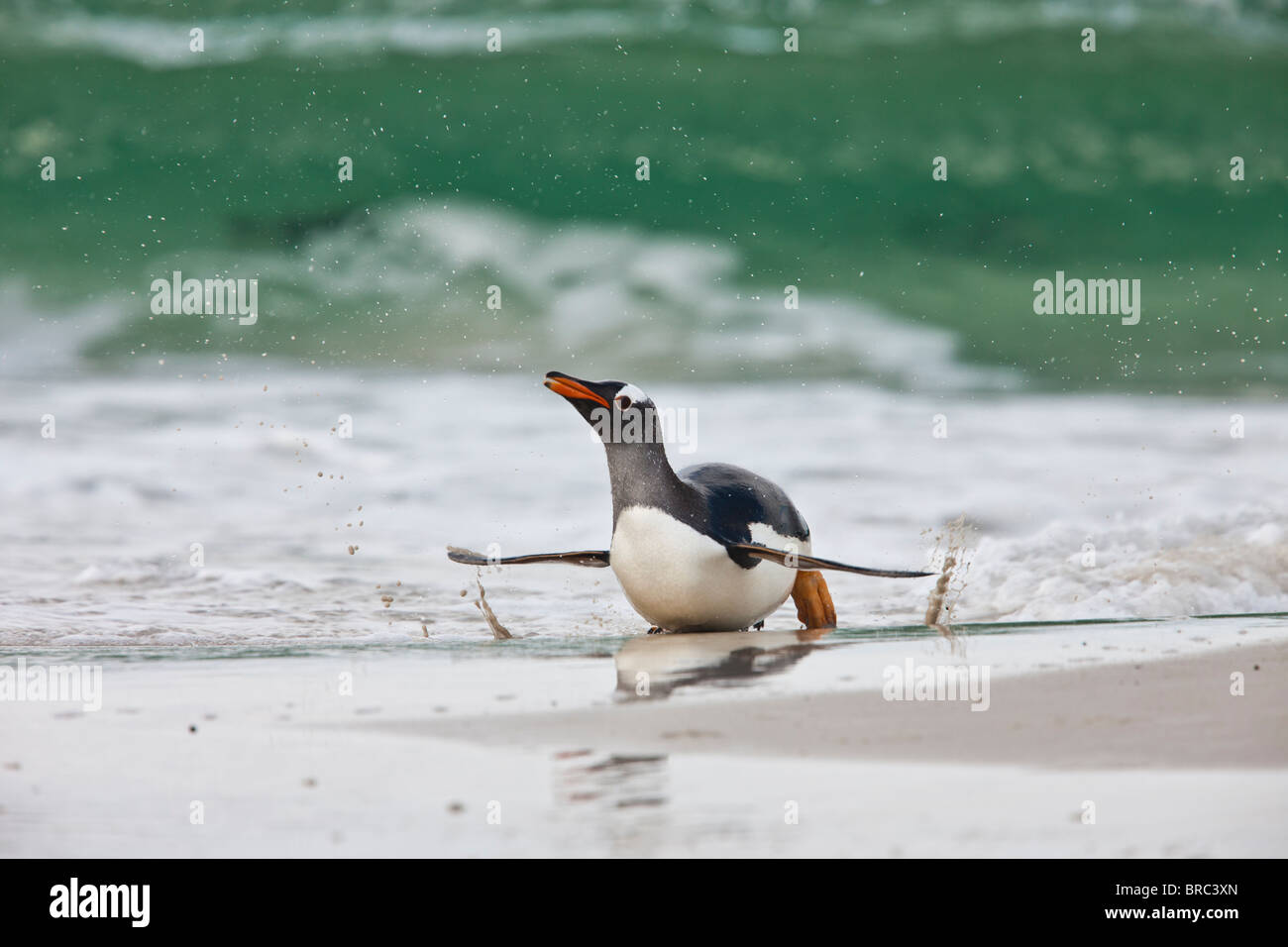 Gentoo Penguin an Land, nach der Futtersuche auf See kommen. Sie ernähren sich von Fischen und Krustentieren. Neue Insel, Falkland-Inseln, Großbritannien Stockfoto