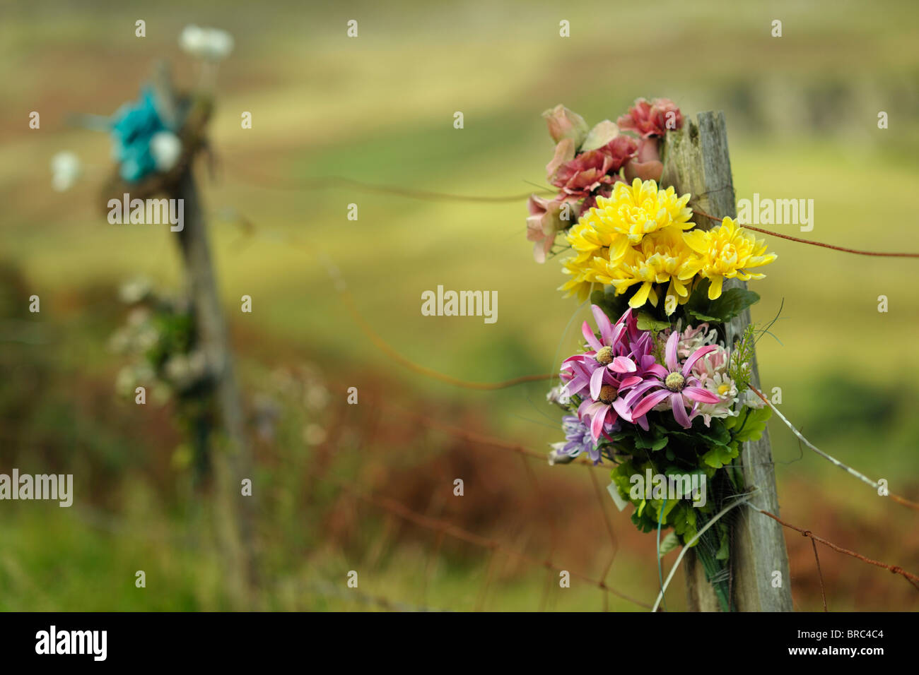Blumen nach links in der Nähe von einem Unfall Sternrußtau in der Nähe von Treorchy Stockfoto