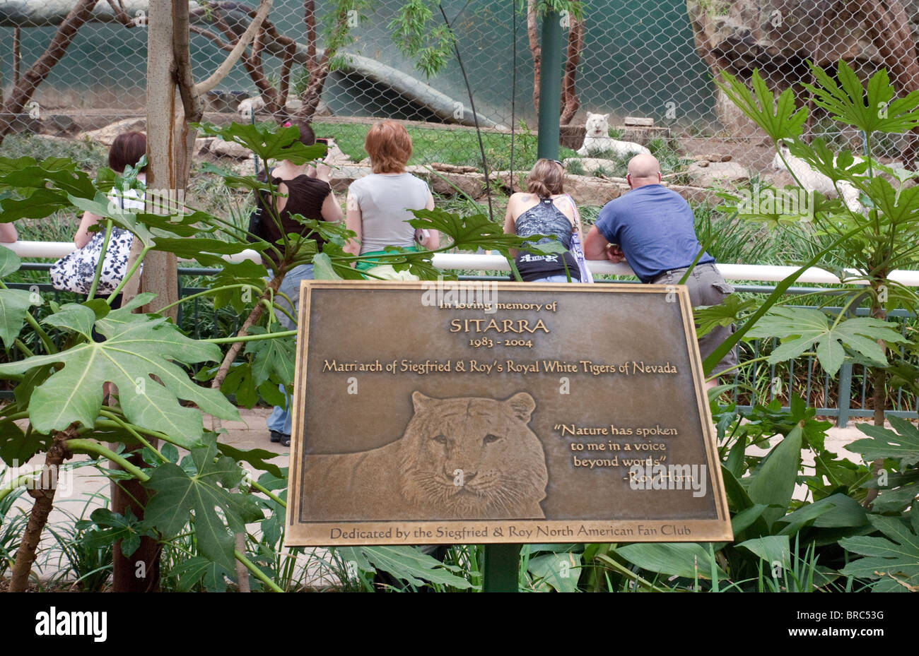 Denkmal Fur Sitarra Weisse Tiger Siegfried Roys Secret Garden