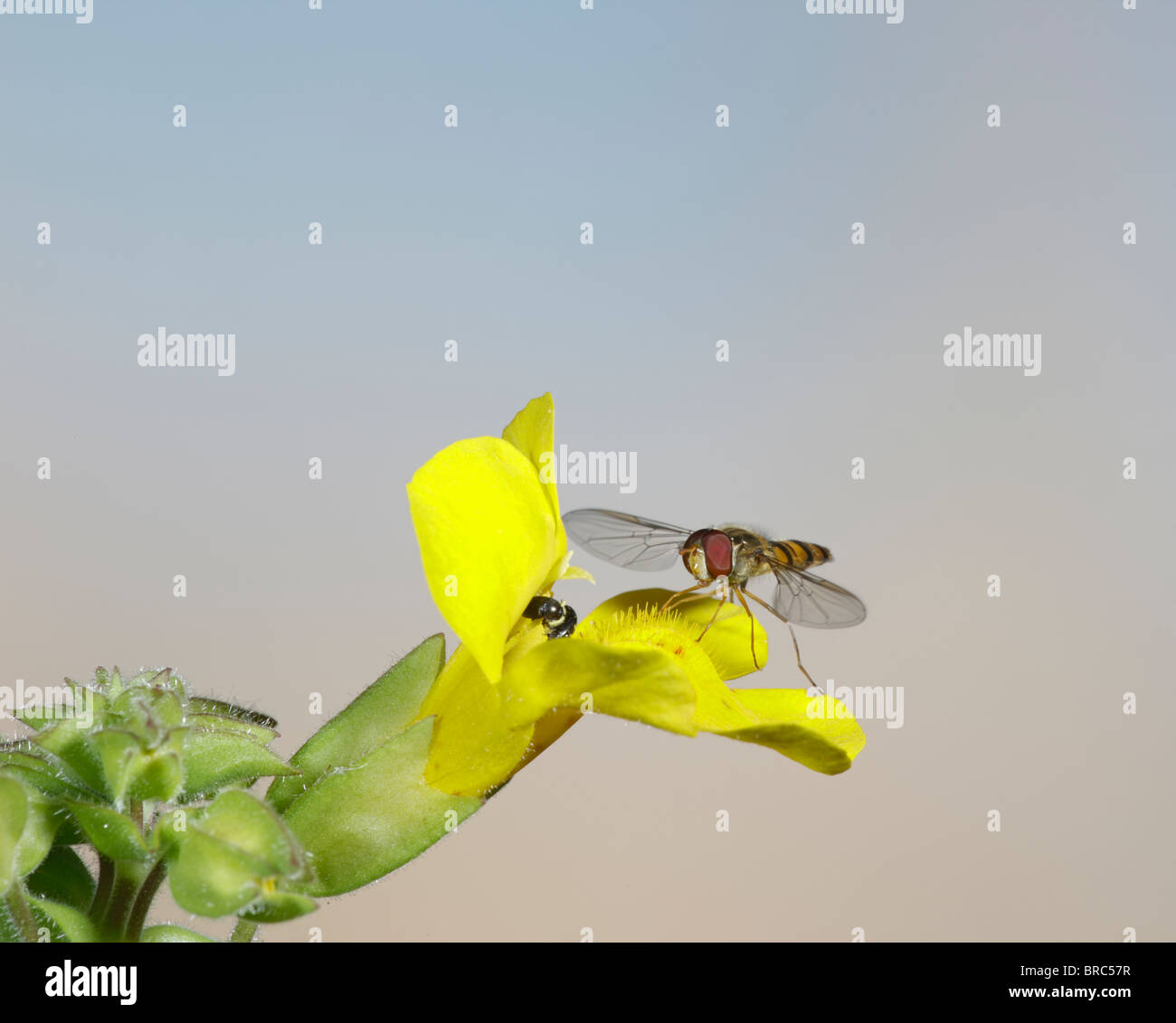 Schweben Sie fliegen (Syrphidae sp) Landung auf mimulus Stockfoto