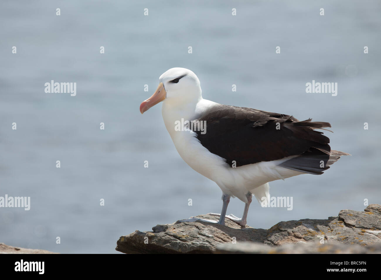 Black-browed Albatros hat eine Spannweite 79-94' und eine natürliche Lebensdauer von mehr als 70 Jahren. Neue Insel, Falkland-Inseln Stockfoto
