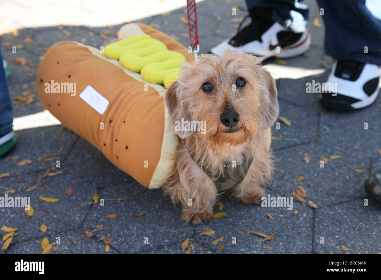 Dackel, gekleidet im Kostüm für Halloween-Parade in New York Stockfoto