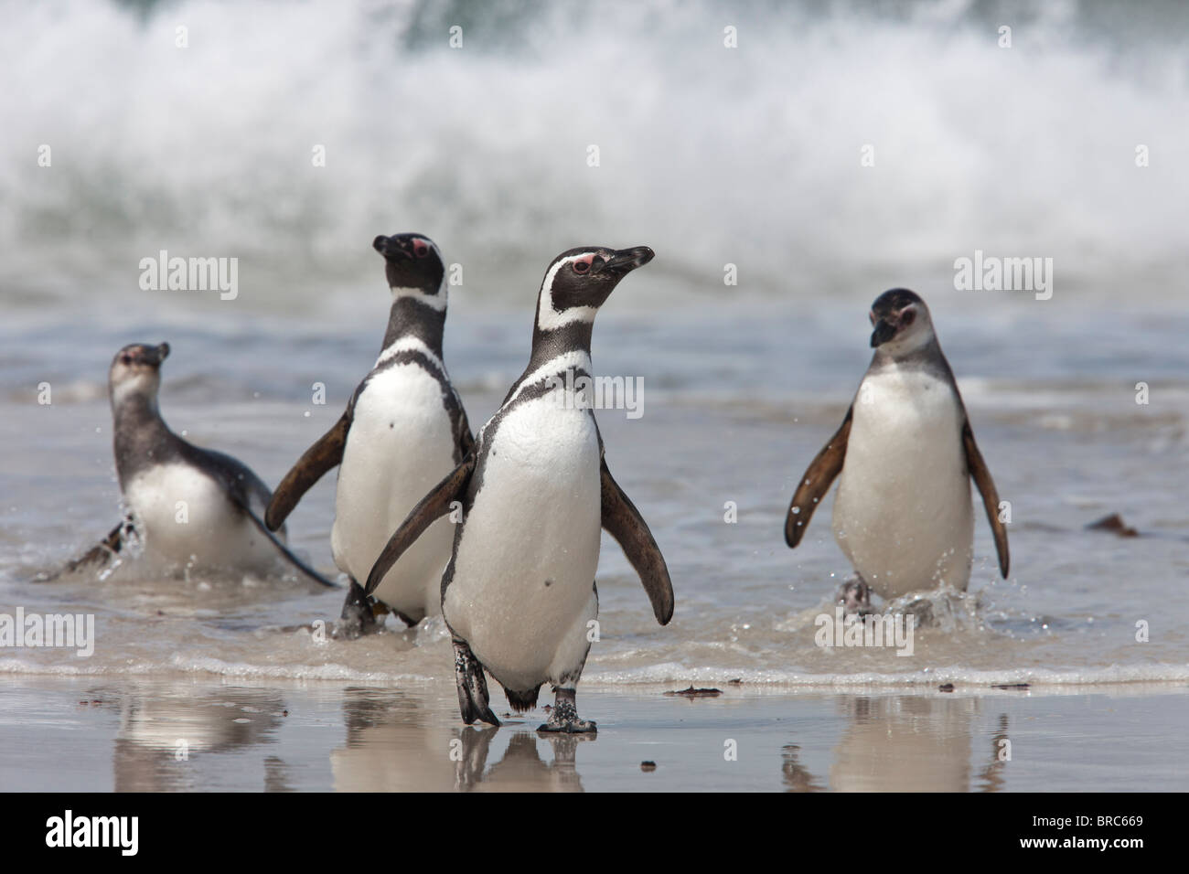 2 Gentoo Pinguine an Land, nach der Futtersuche auf See kommen. Sie ernähren sich von Fischen und Krustentieren. Neue Insel, Falkland-Inseln, Großbritannien Stockfoto