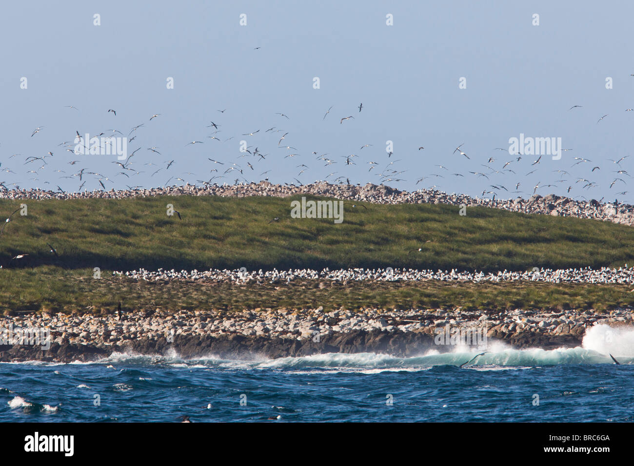 Black-browed Albatross Kolonie. Steeple Jason Island, Falkland-Inseln Stockfoto