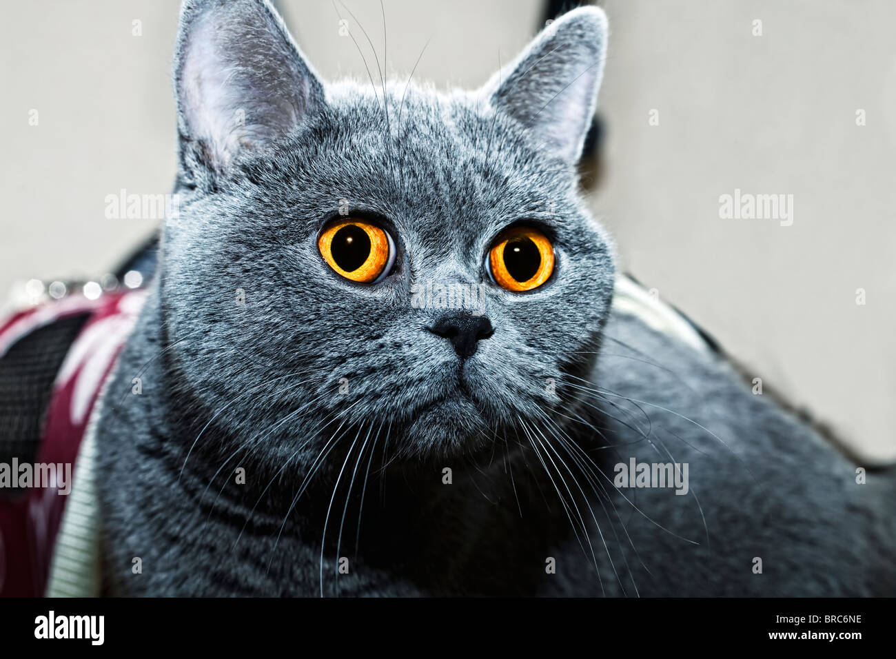 Porträt des grauen britische Katze hautnah Stockfoto