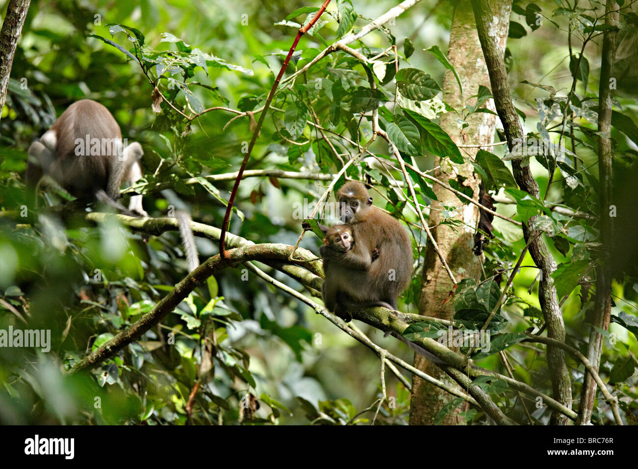 Agile Mangabey (Cercocebus Agilis), Dzanga-Ndoki Nationalpark, Zentralafrikanische Republik, Afrika Stockfoto