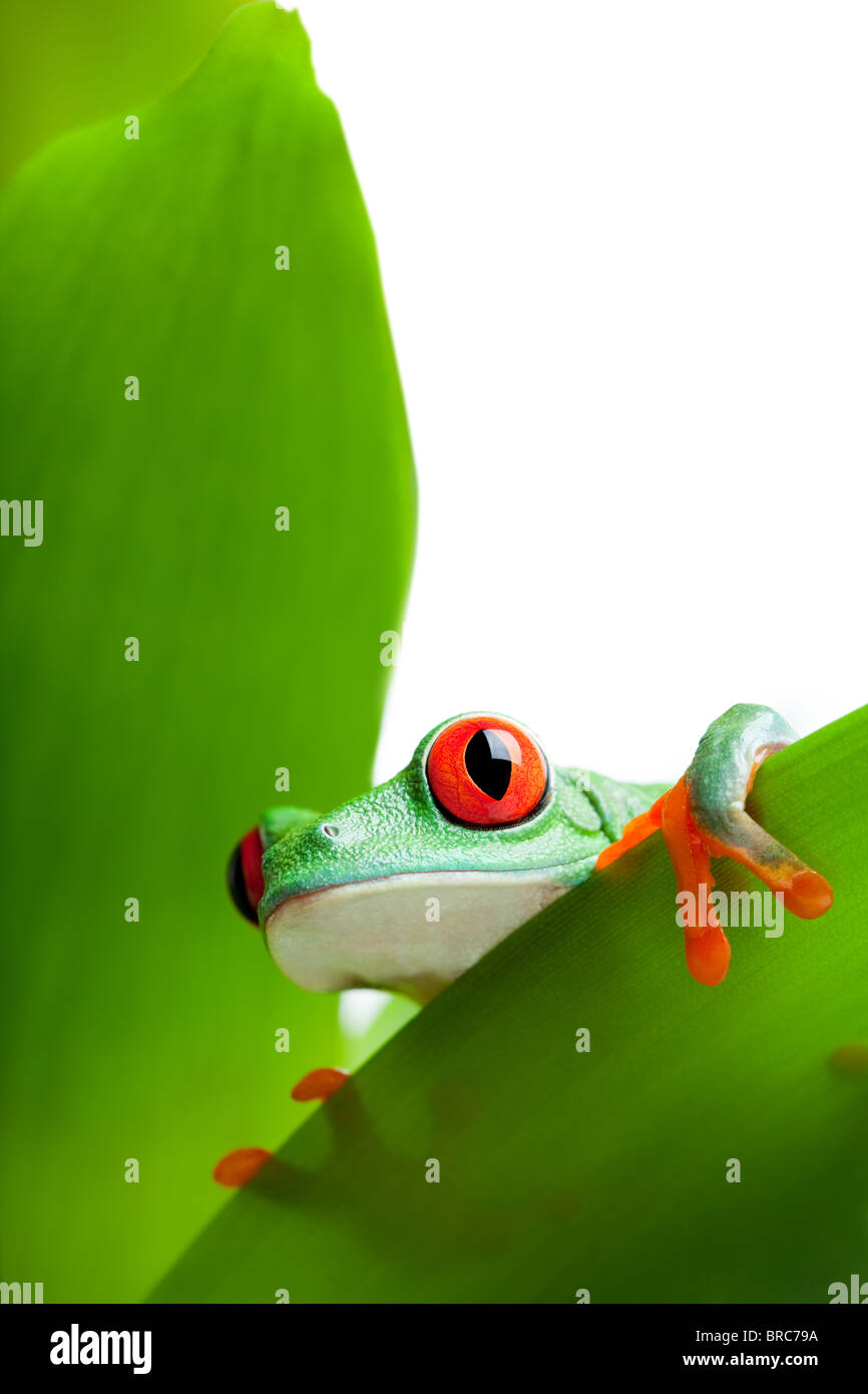 Frosch in eine Pflanze ein Blatt - ein rotäugigen Baumfrosch nah oben (Agalychnis Callidryas) isoliert auf weiss spähen Stockfoto