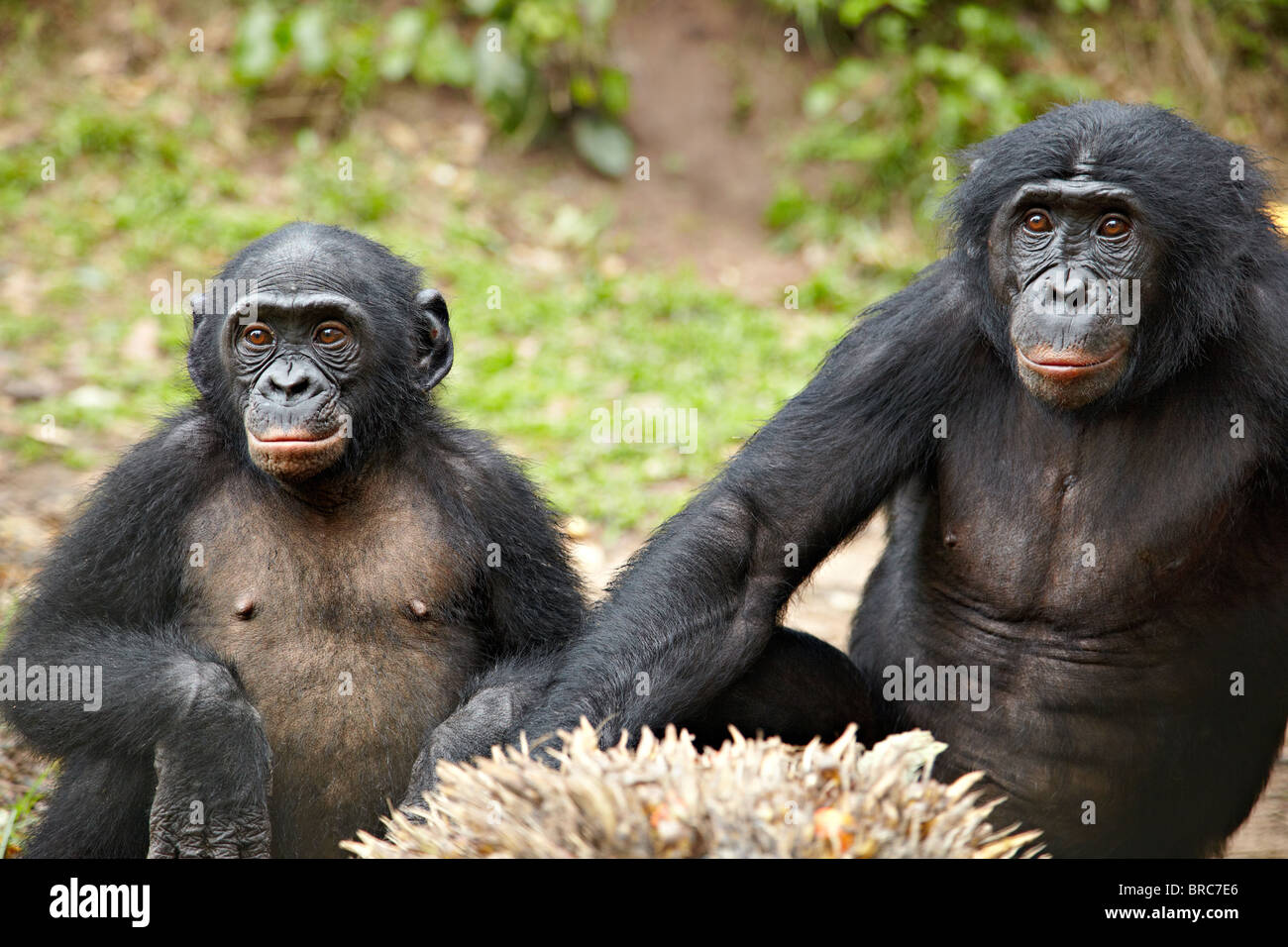 Zwei Bonobos (Pan Paniscus), demokratische Republik Kongo, Afrika Stockfoto