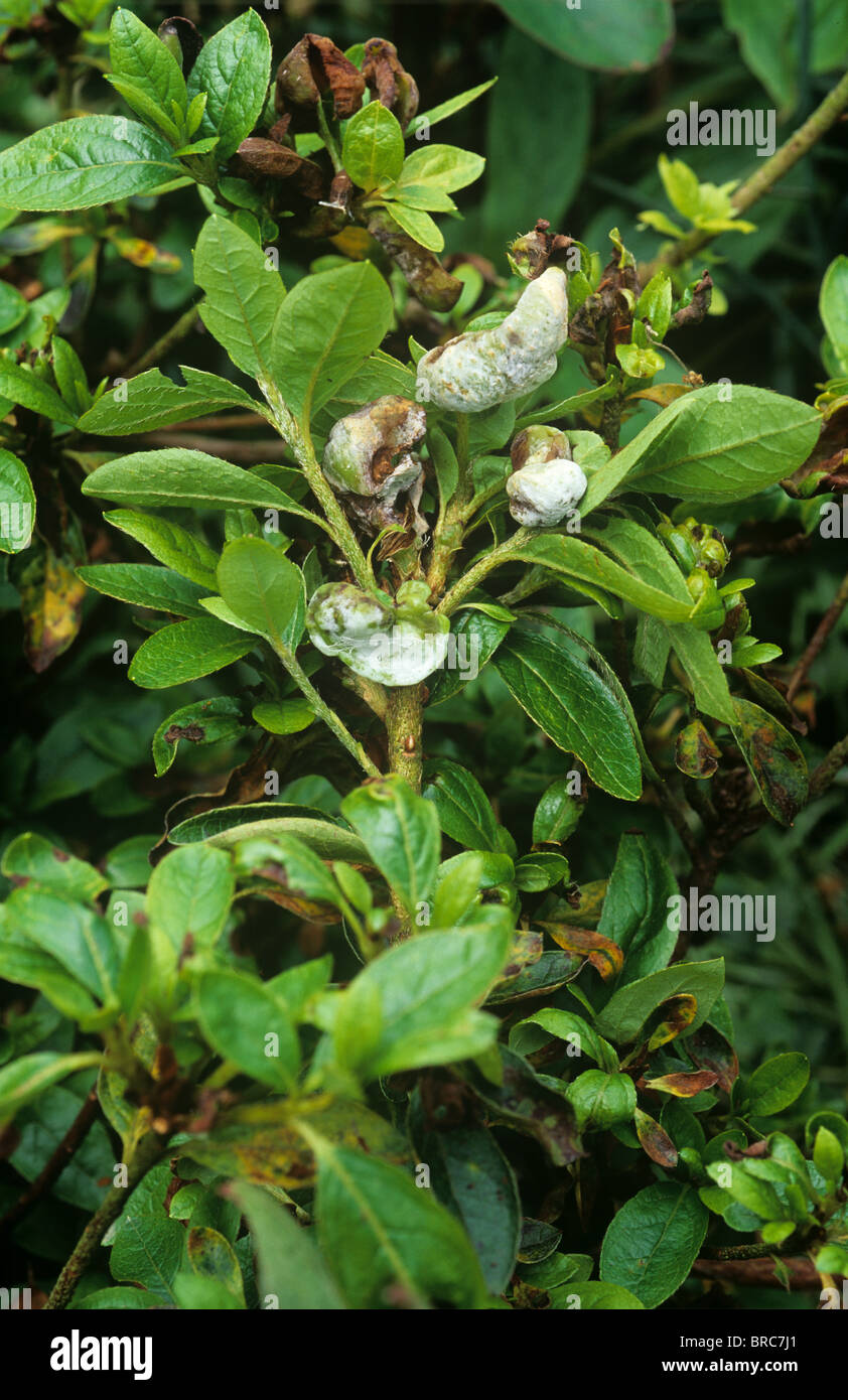 Exobasidium ericaceae Fotos und Bildmaterial in hoher Auflösung Alamy
