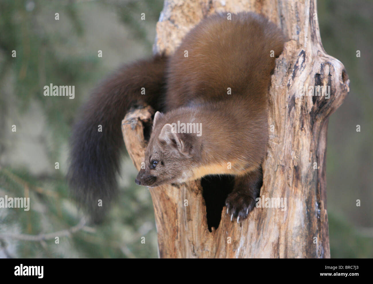 Amerikanische Marder Stockfoto