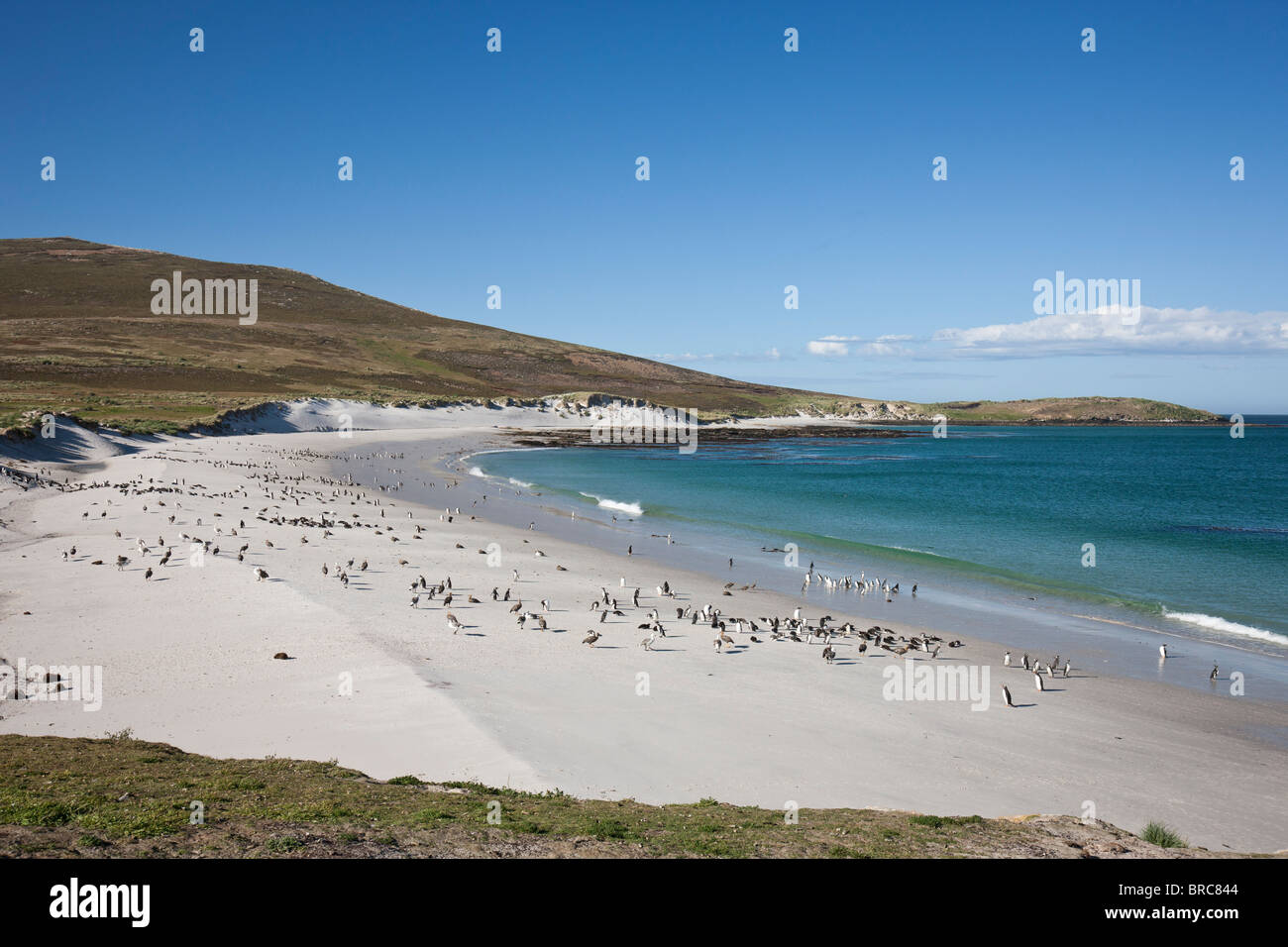 Schöner Strand, an der Südspitze der Karkasse Insel, Gentoo und Magellan-Pinguine kommen und gehen zum Meer, Falklandinseln Stockfoto