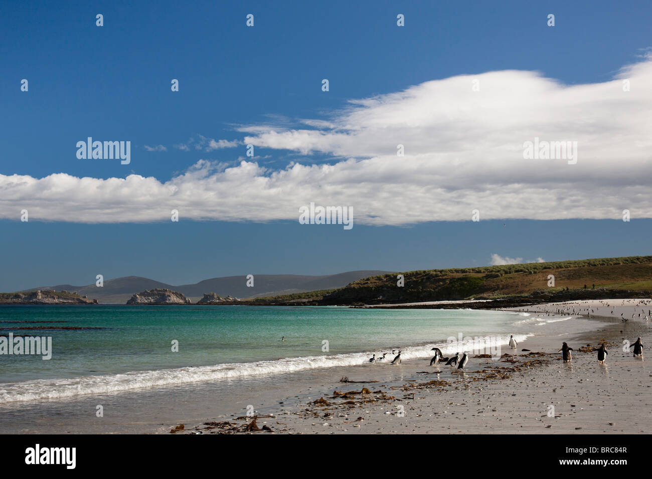 Gentoo und Magellan-Pinguine, Caracass Island, Falkland-Inseln Stockfoto