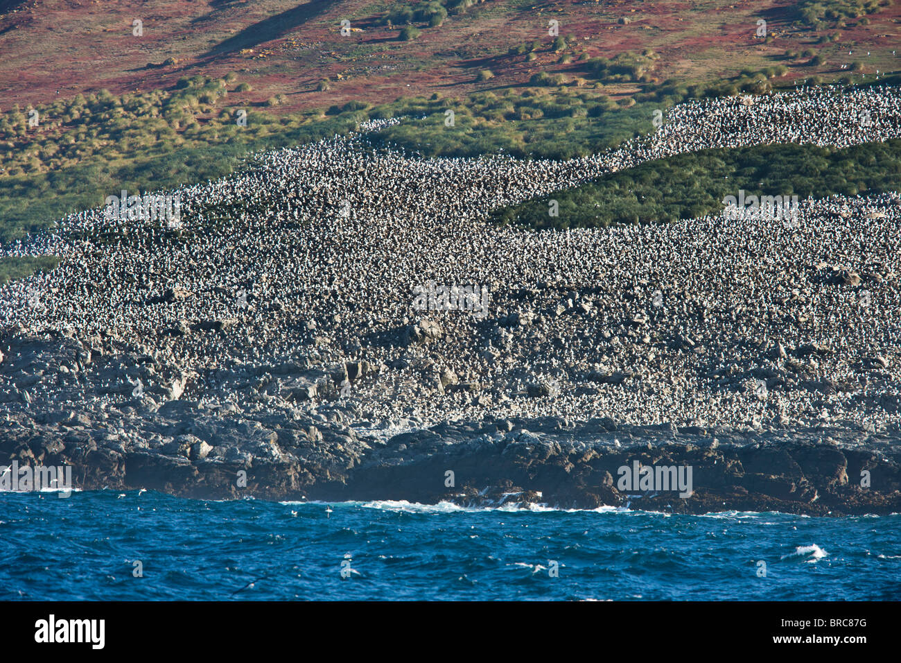 Black-browed Albatross Kolonie. Steeple Jason Island, Falkland-Inseln Stockfoto