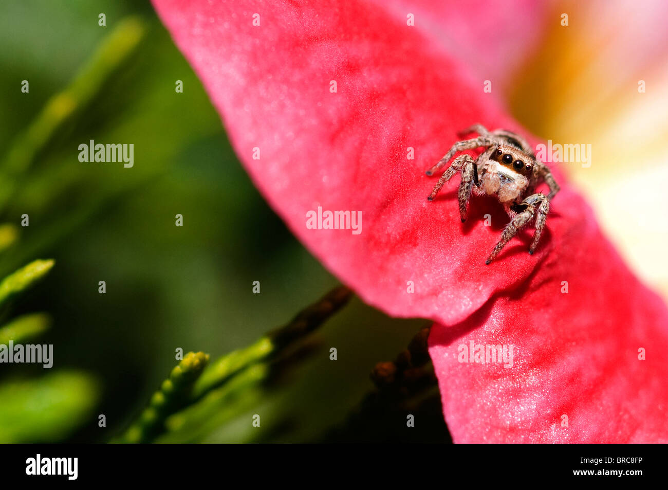 Kleine graue Spinne auf Blume Blütenblatt springen Stockfoto