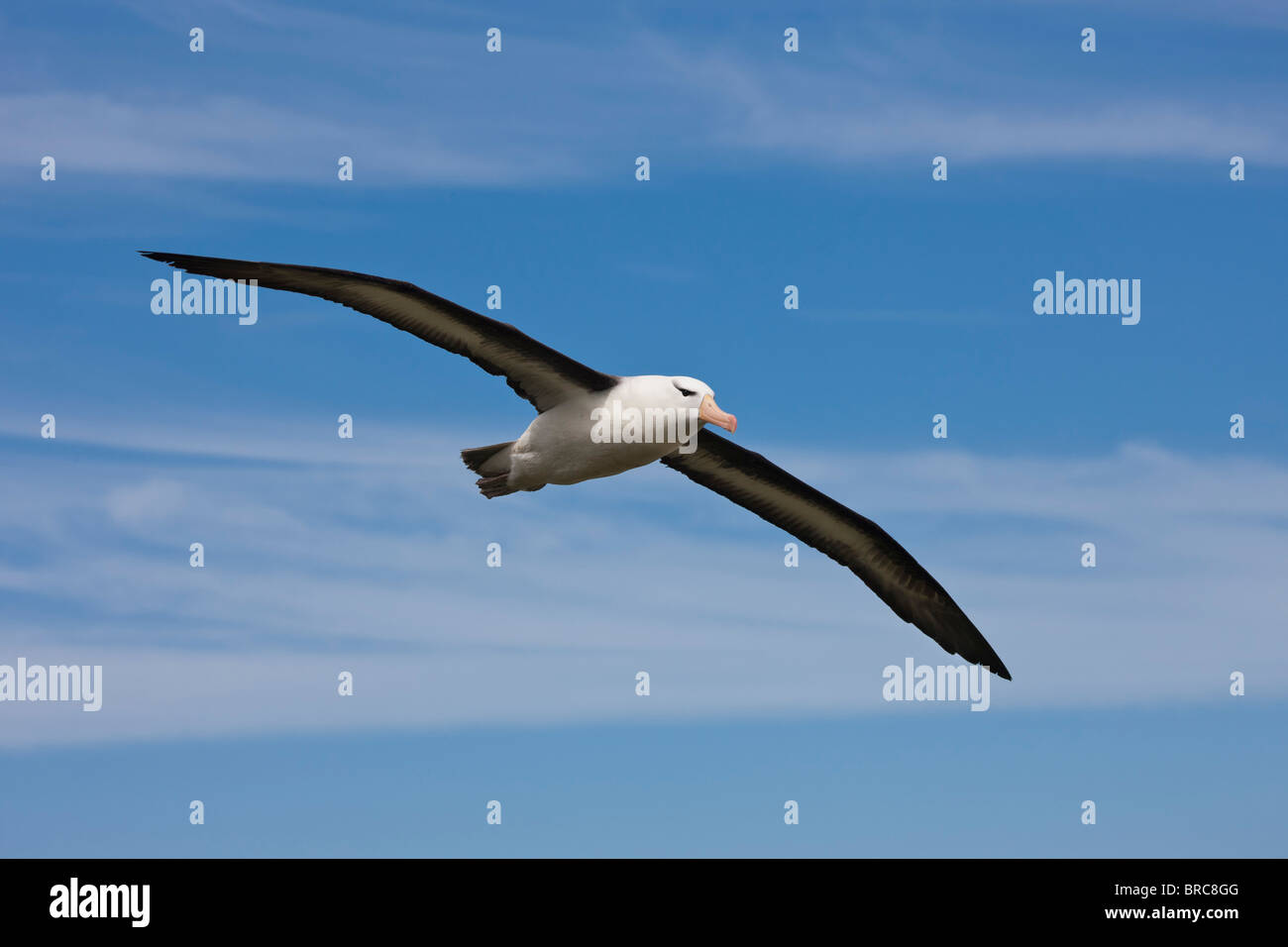 Black-browed Albatross im Flug, Steeple Jason Island auf den Falklandinseln. Stockfoto