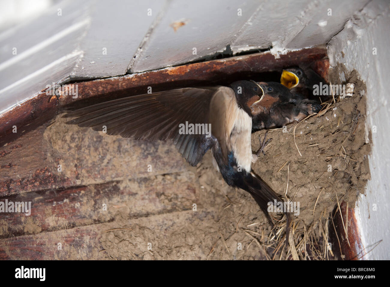 Rauchschwalben ("Hirundo Rustica') Fütterung der Jungtiere im Nest unter roof.wings im Flug 105172 Swallows geöffnet Stockfoto