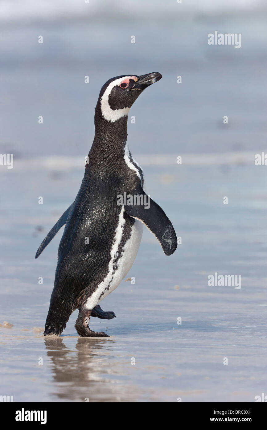 Magellan-Pinguine an einem Sandstrand auf New Island, Falkand Inseln, nach der Fütterung auf Fisch, Tintenfisch, Krill und andere Krustentiere Stockfoto