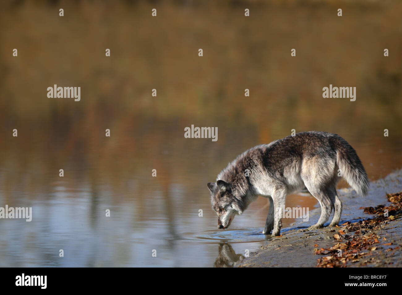 Wolf Wasser aus einem Teich; Canmore, Alberta, Kanada Stockfoto