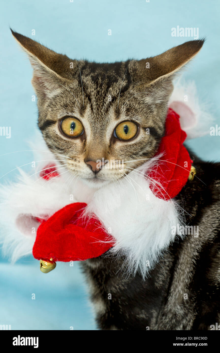 Cute Mackerel Tabby Kitten (Felis catus) tragen Weihnachten Kragen und einem verwirrten Ausdruck auf ihrem Gesicht, während direkt auf die Kamera Stockfoto