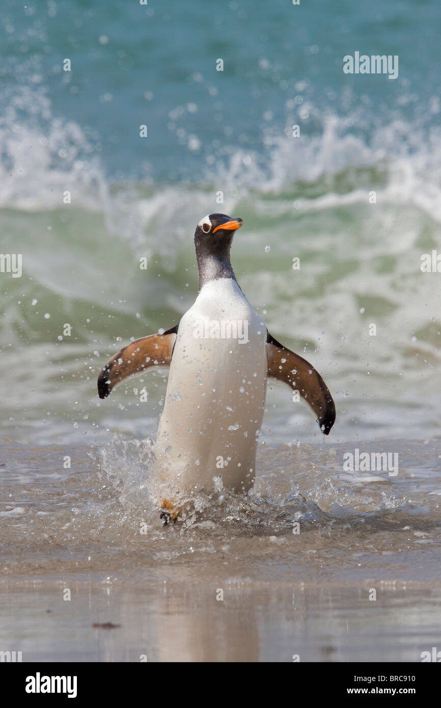 Gentoo Penguin an Land, nach der Futtersuche auf See kommen. Sie ernähren sich von Fischen und Krustentieren. Neue Insel, Falkland-Inseln Stockfoto