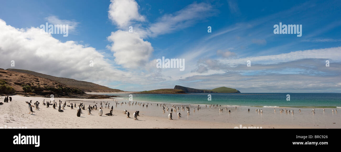Schöner Strand, an der Südspitze der Karkasse Insel mit Gentoo und Magellan-Pinguine kommen und gehen zum Meer, Falkland Stockfoto