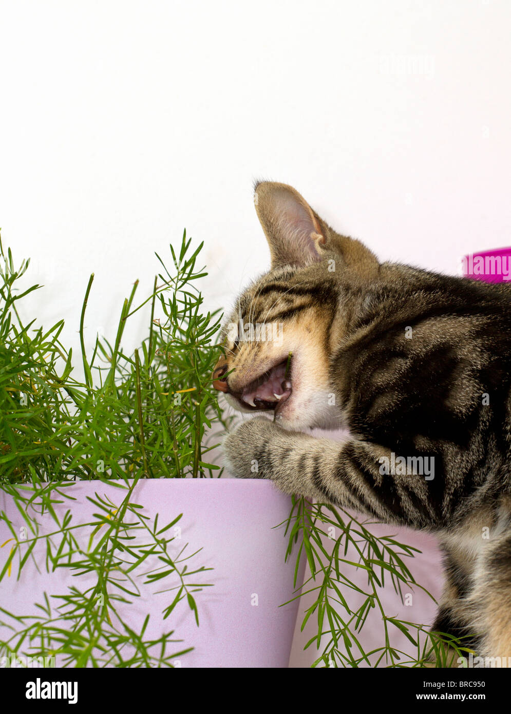 Naughty Mackerel Tabby kitten angreift und beisst ein Spargel Farn (sprengers Spargel) Haus Anlage Stockfoto