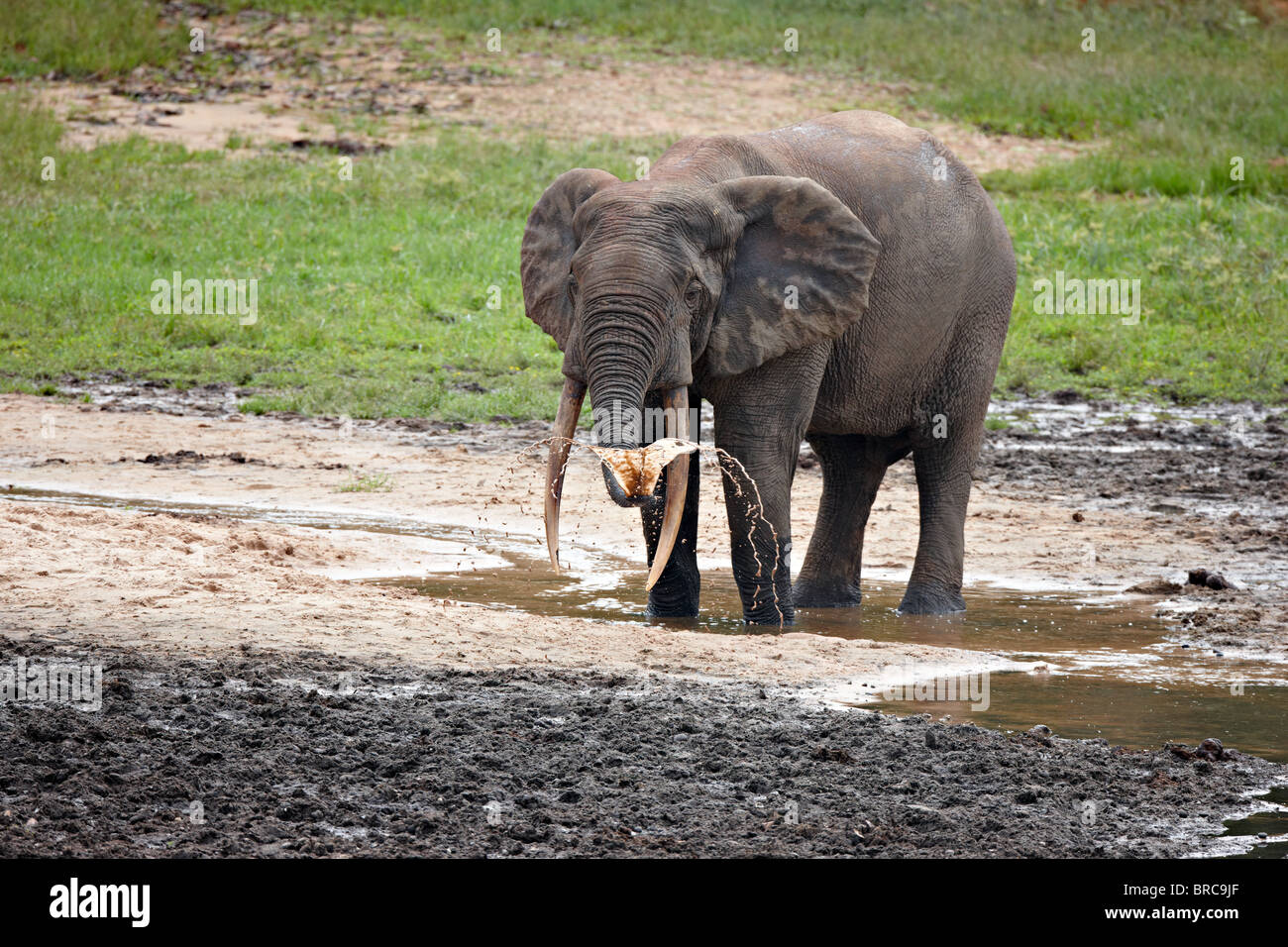 Wald-Elefanten (Loxodonta Cyclotis), Dzanga Bai, Dzanga-Sangha Reserve, Zentralafrikanische Republik Stockfoto