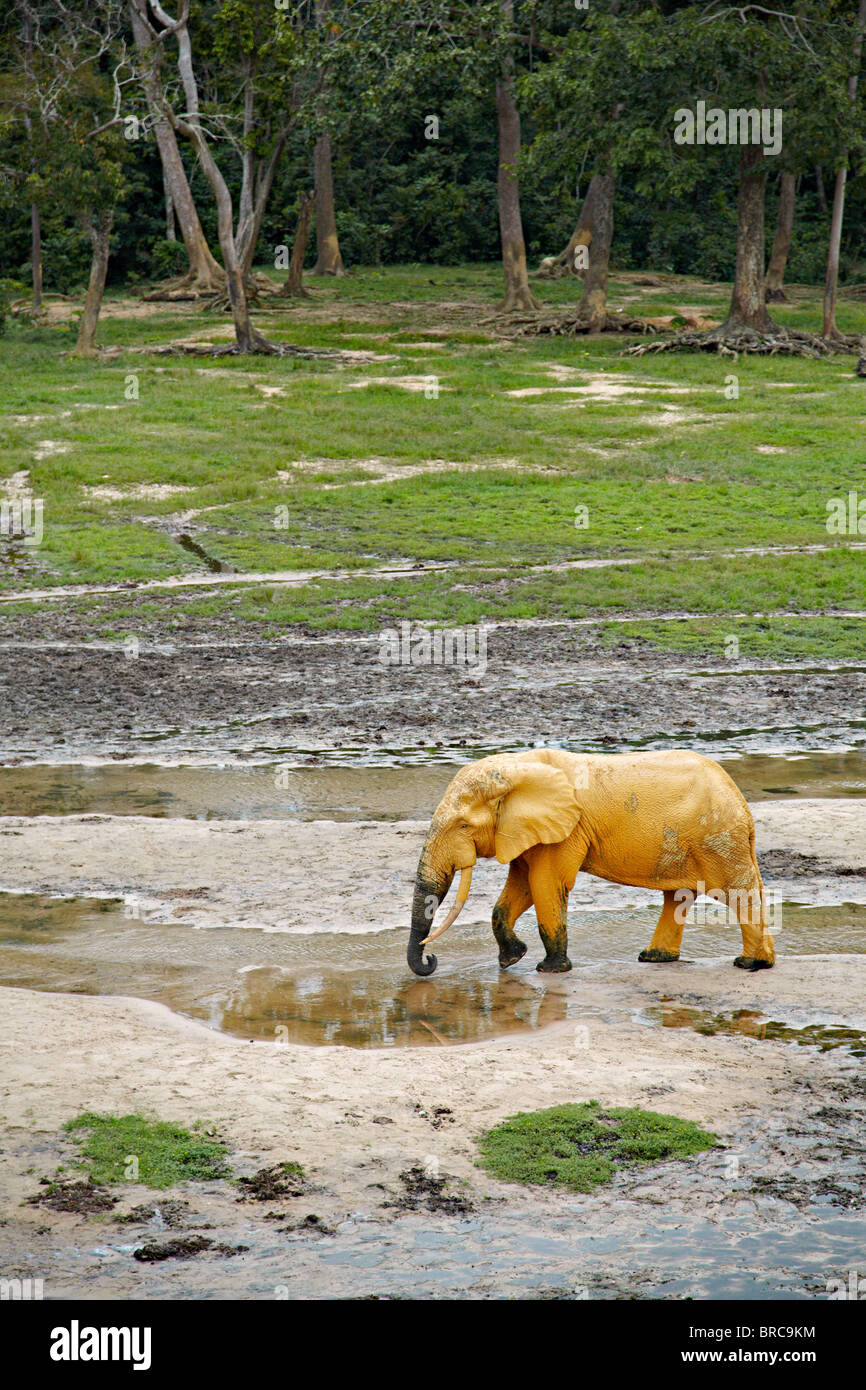 Wald-Elefanten (Loxodonta Cyclotis), Dzanga Bai, Dzanga-Sangha Reserve, Zentralafrikanische Republik Stockfoto