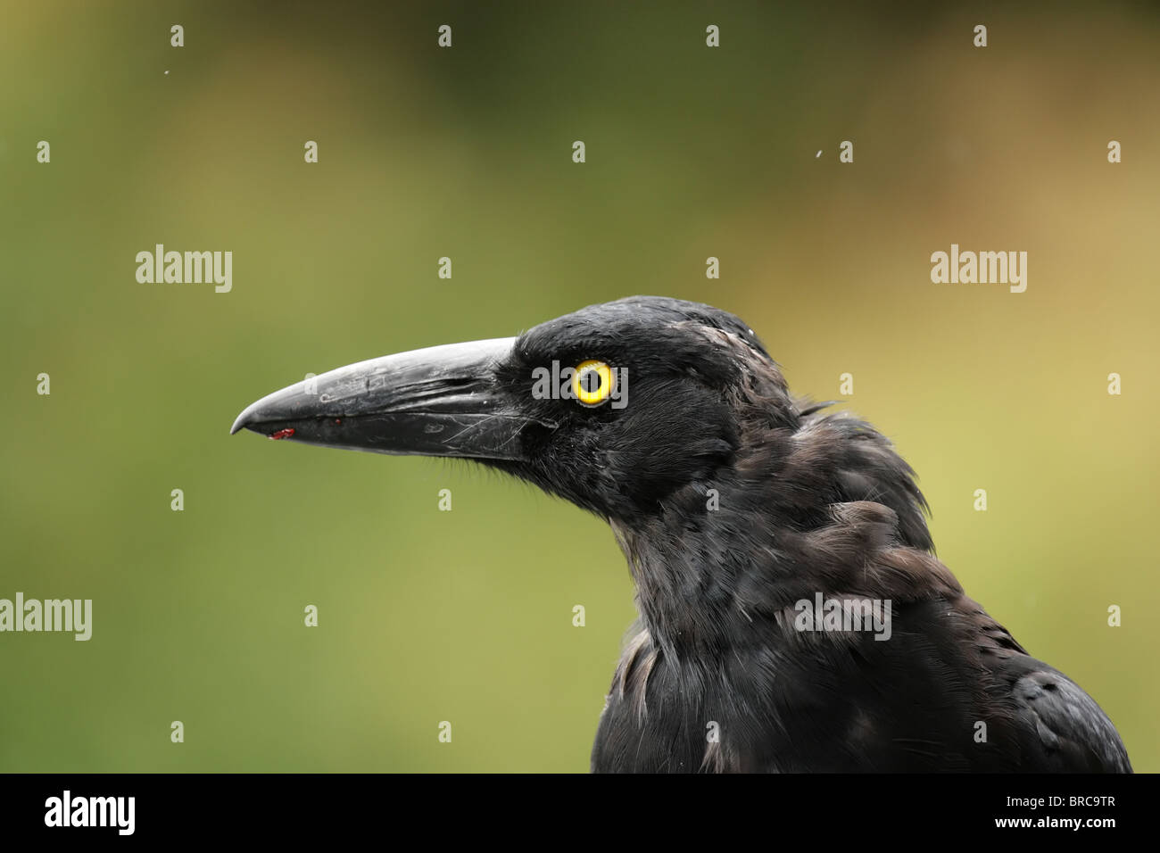 Porträt einer Pied Currawong (Strepera Graculina) im Lamington Nationalpark, Queensland, Australien. Stockfoto