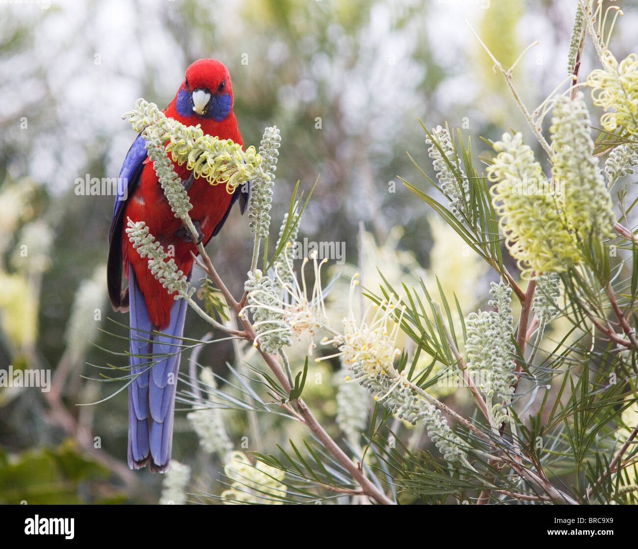 Pennantsittich (Platycercus Elegans), Fütterung auf Grevillea, NSW, Australien Stockfoto