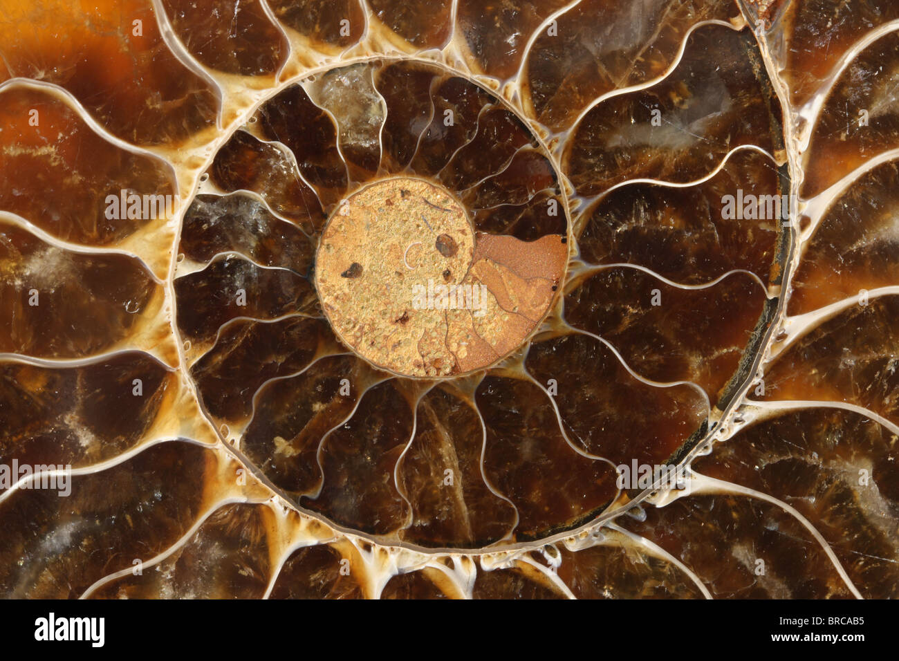 Ammonit Fossil Stockfoto