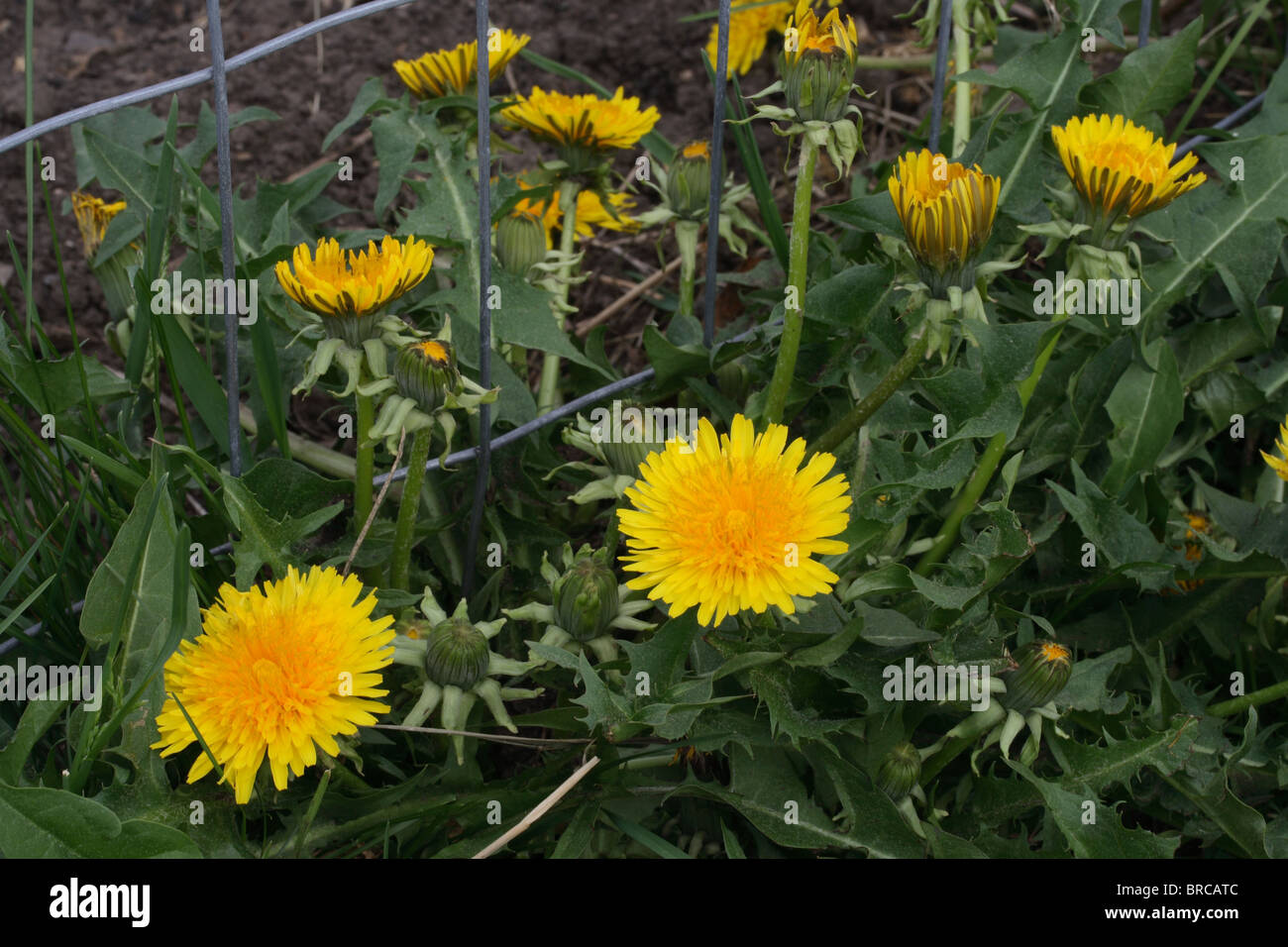 Löwenzahn-Pflanze in voller Blüte - Rasenunkräuter Stockfoto