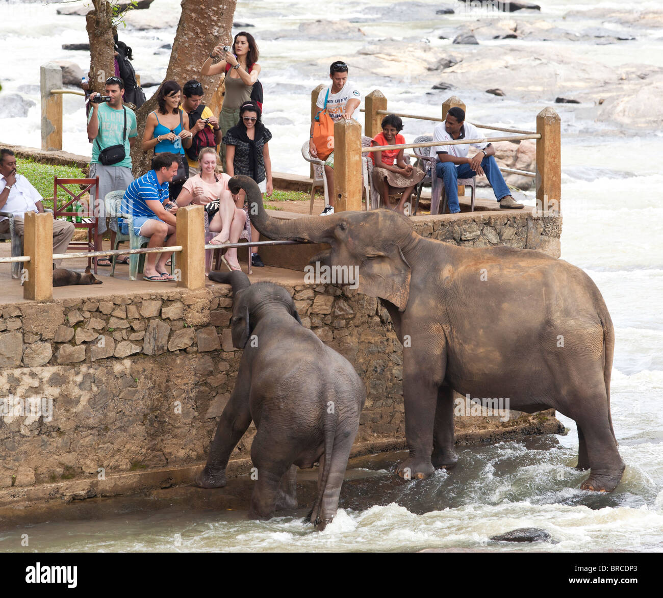 Beobachten Elefanten Baden im Fluss Maha Oya Touristen in der Nähe von The Pinnawela-Elefantenwaisenhaus Stockfoto