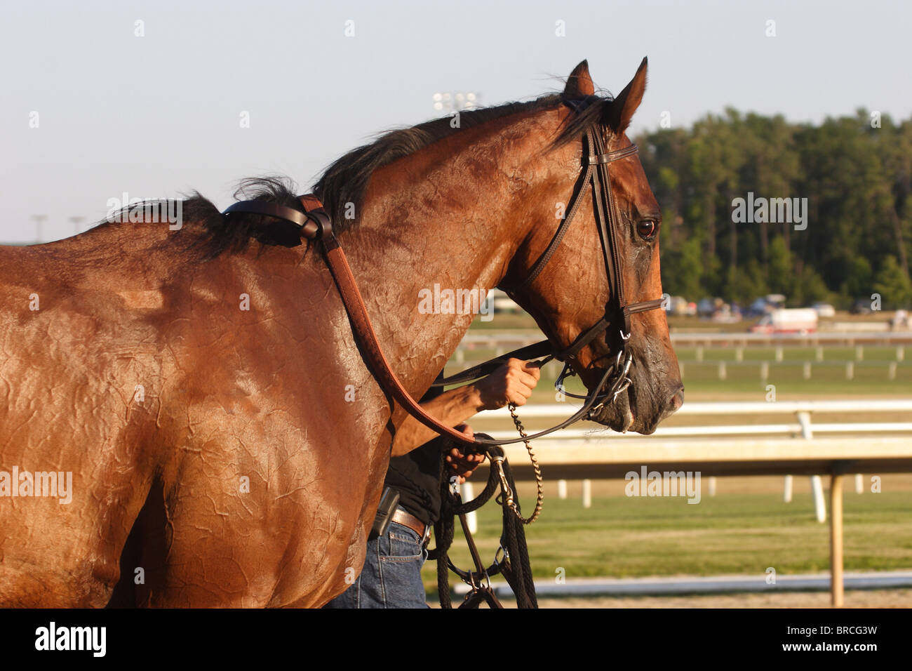 Rennpferde Abkühlung nach dem Rennen auf der Colonial Downs Rennbahn, Virginia, 2010 Stockfoto