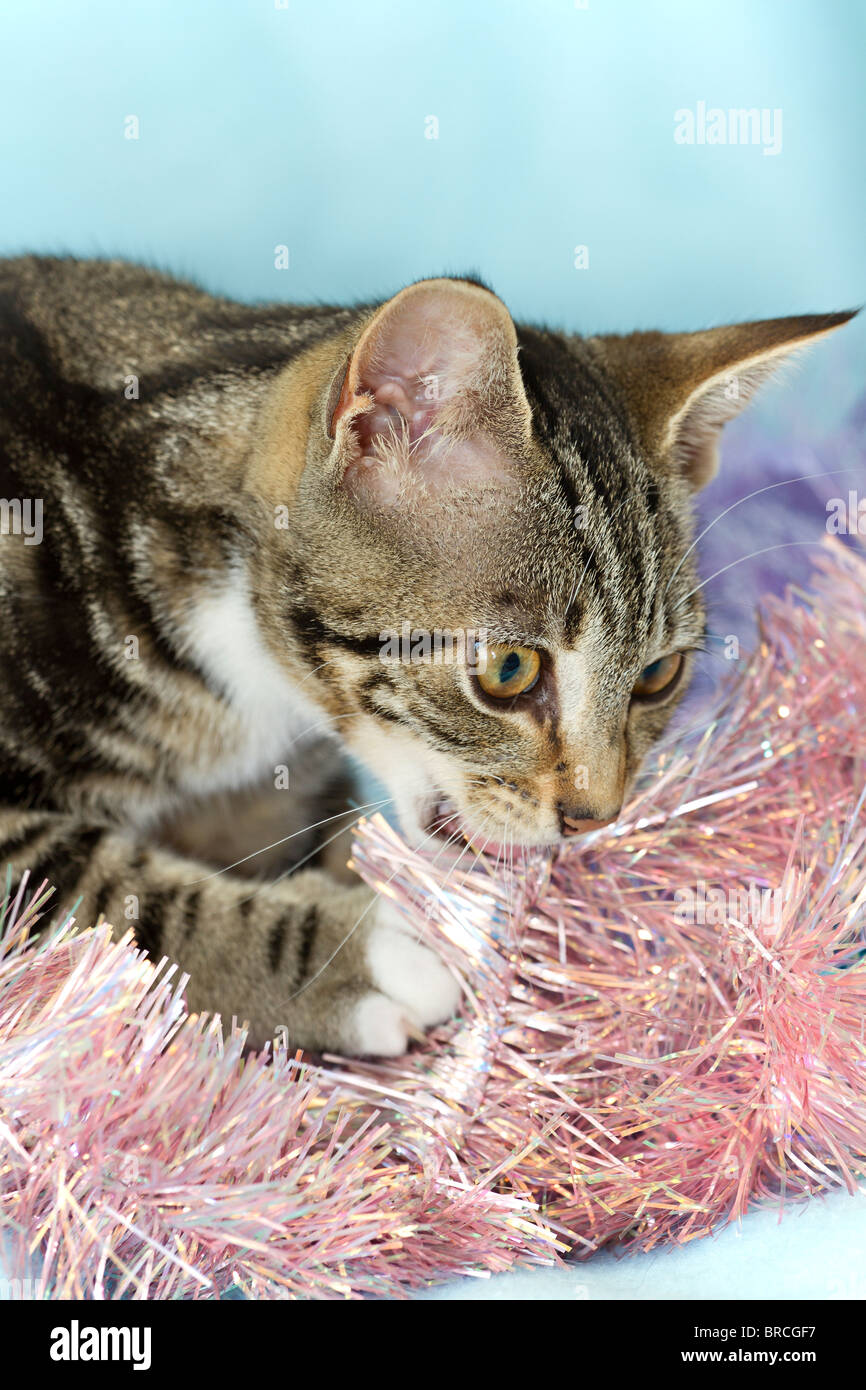 England, UK. Süße kleine Mackerel Tabby Kitten (Felis catus) spielen mit und Essen rosa Weihnachten Lametta Stockfoto