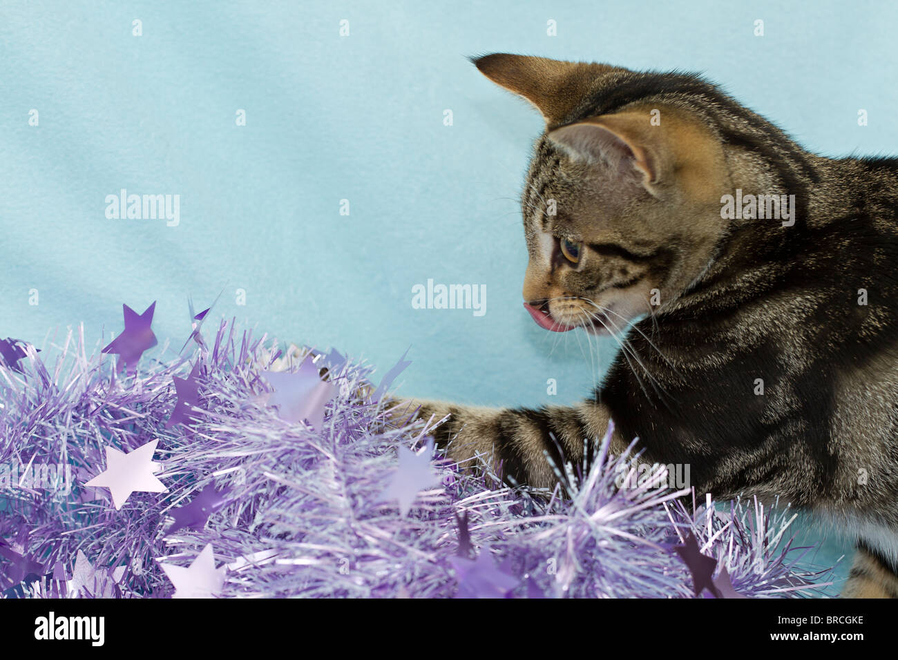 England, UK. Süße kleine Mackerel Tabby Kitten (Felis catus) spielen mit rosa Weihnachten Lametta und leckte sich die Lippen Stockfoto